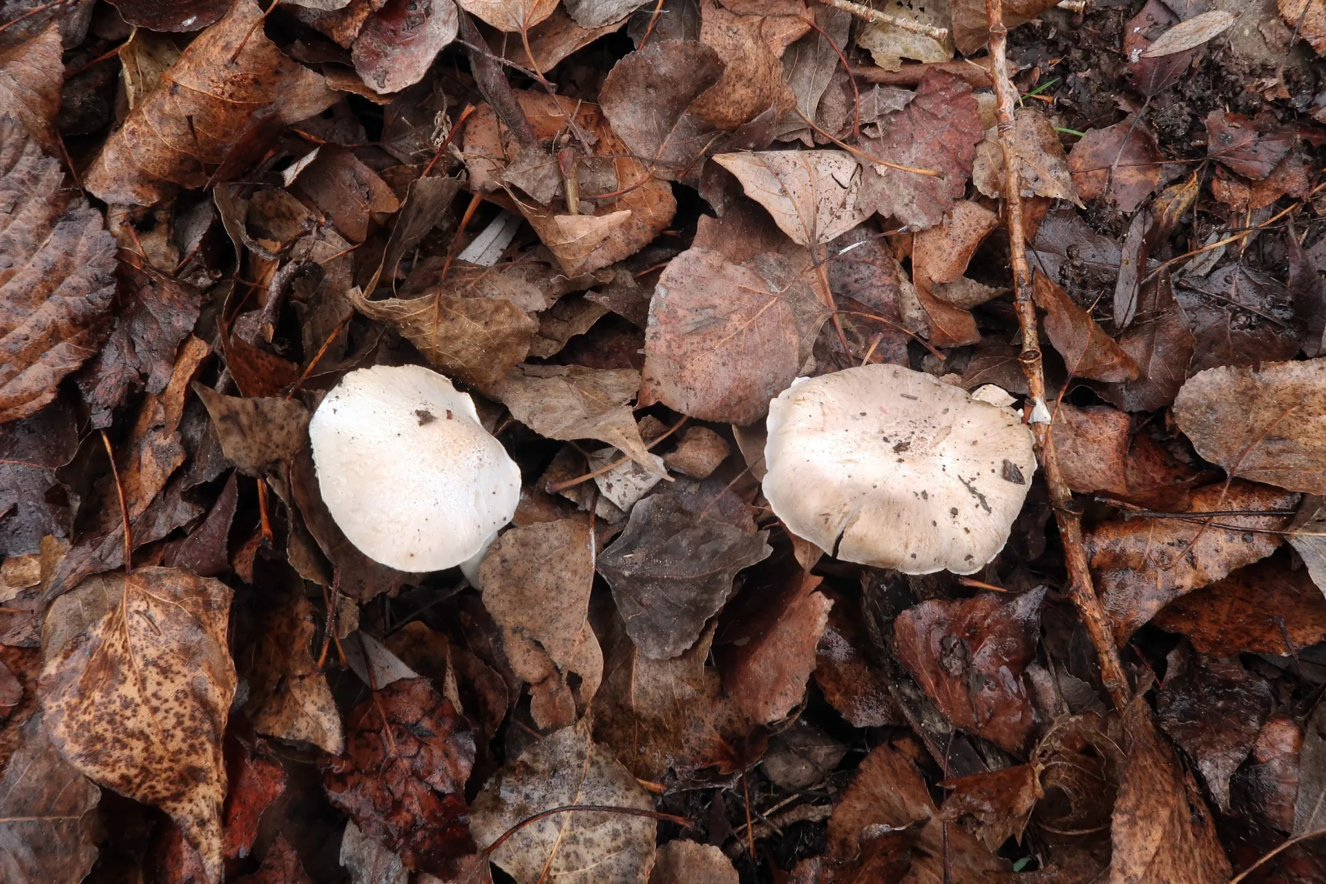 Tricholoma argyraceum - 1 - IMG_8668